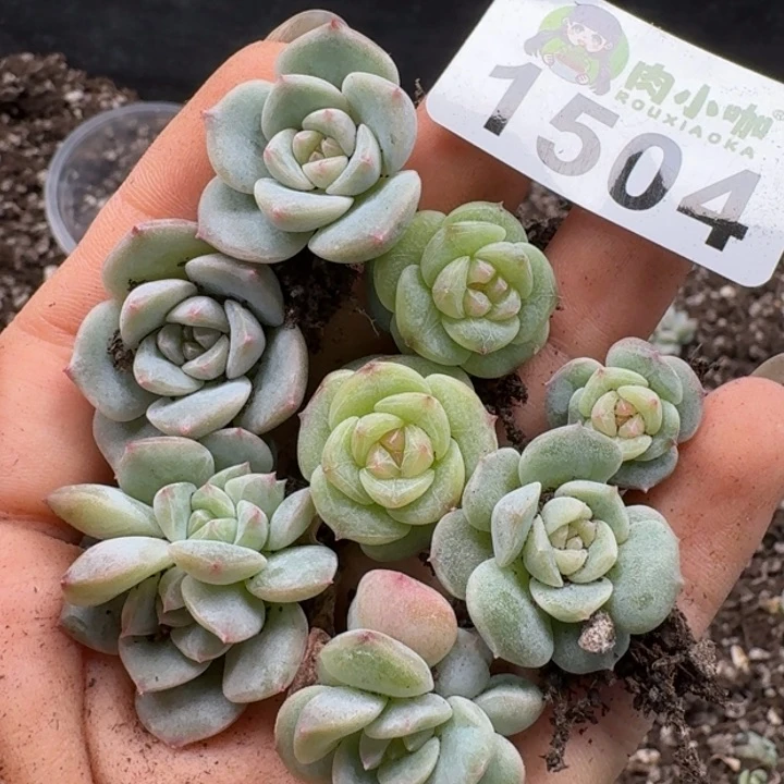 无花朵多肉植物多肉植物