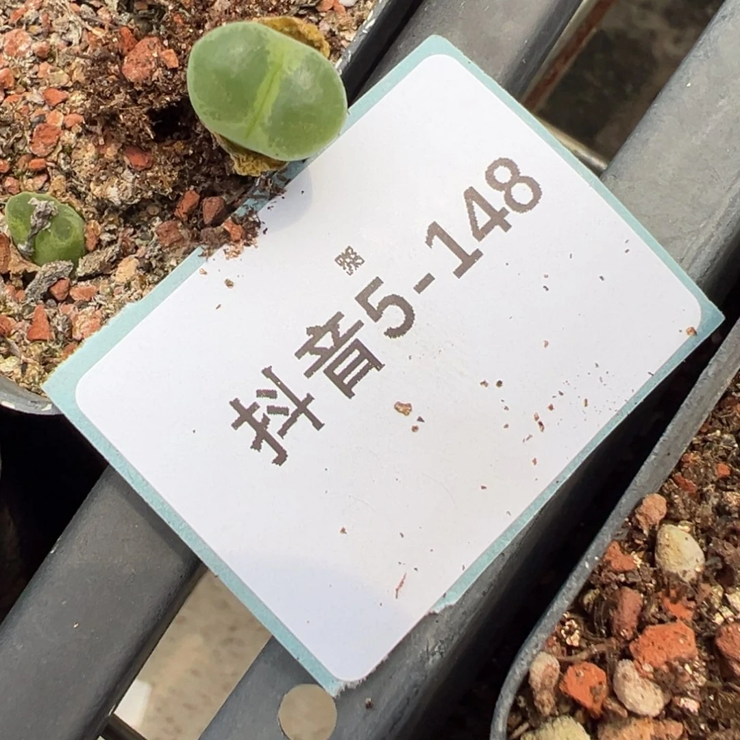 5-148粉红女郎风铃多肉植物