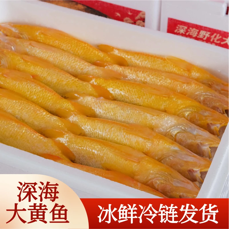 【顺丰】宁德深海大黄鱼无土泥腥味深夜捕捞冷鲜发货礼盒装（1盒6条）