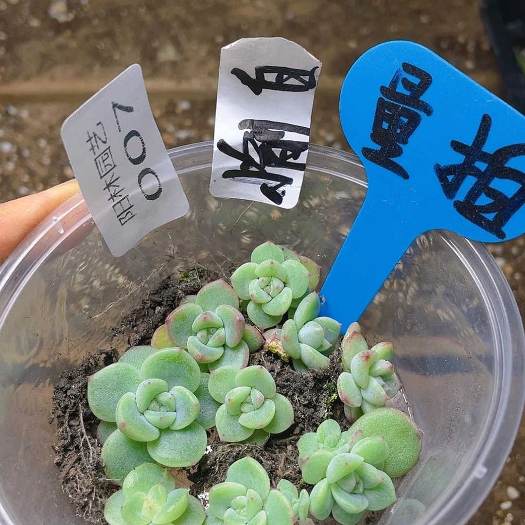 量拍多肉植物多肉植物7