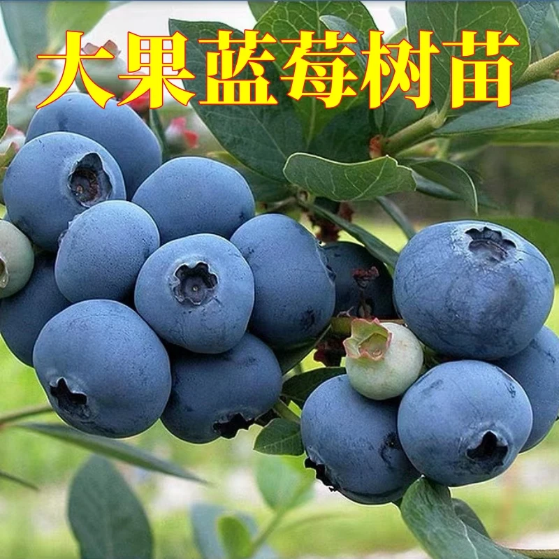 蓝莓苗蓝莓树苗盆栽地栽果树苗当年结果南北方种植兔眼