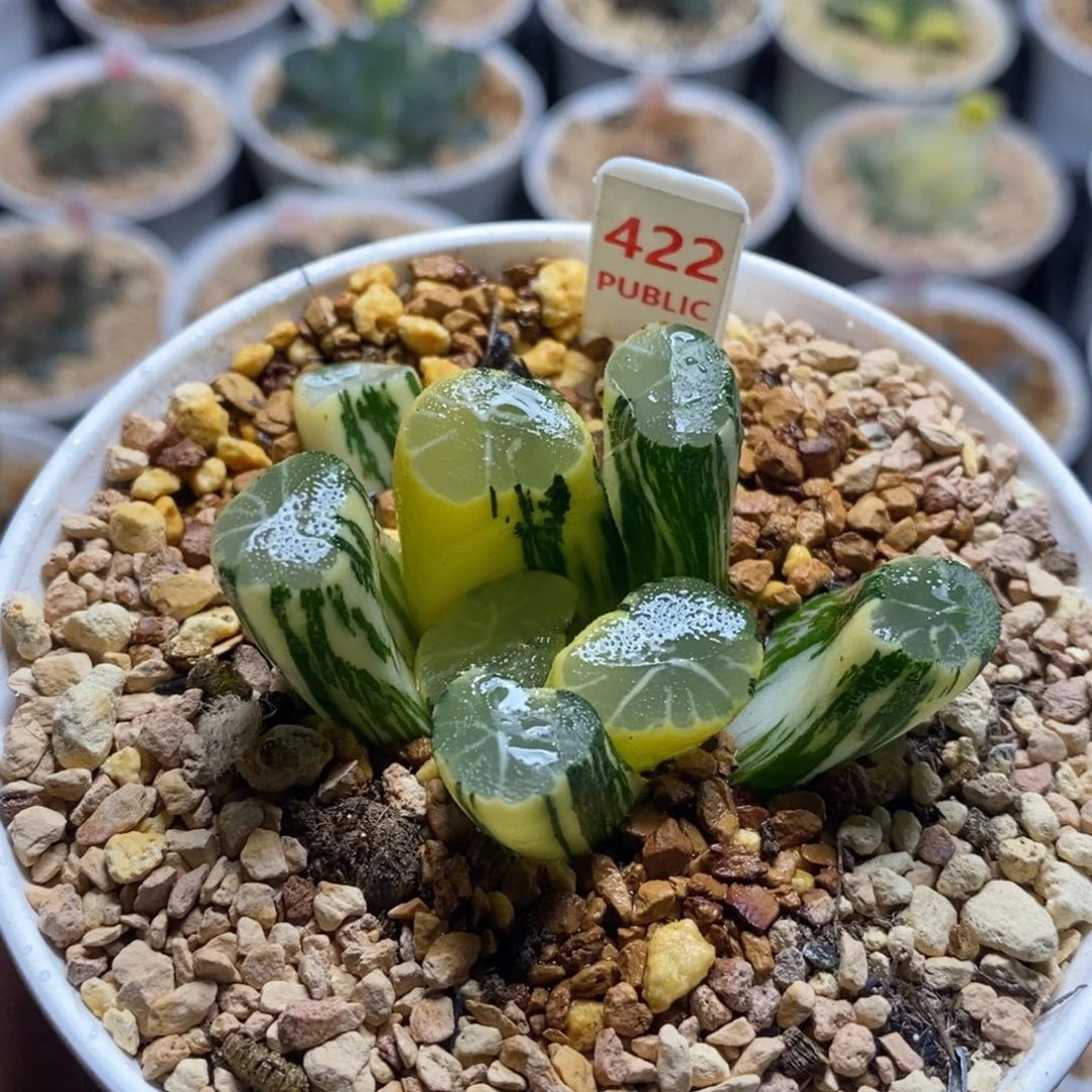 422白妙十二卷多肉植物