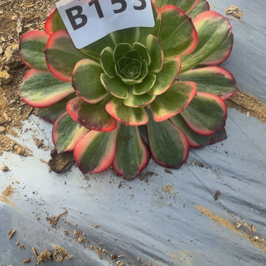 水*鱼153黑魔锦到秋天。多肉植物