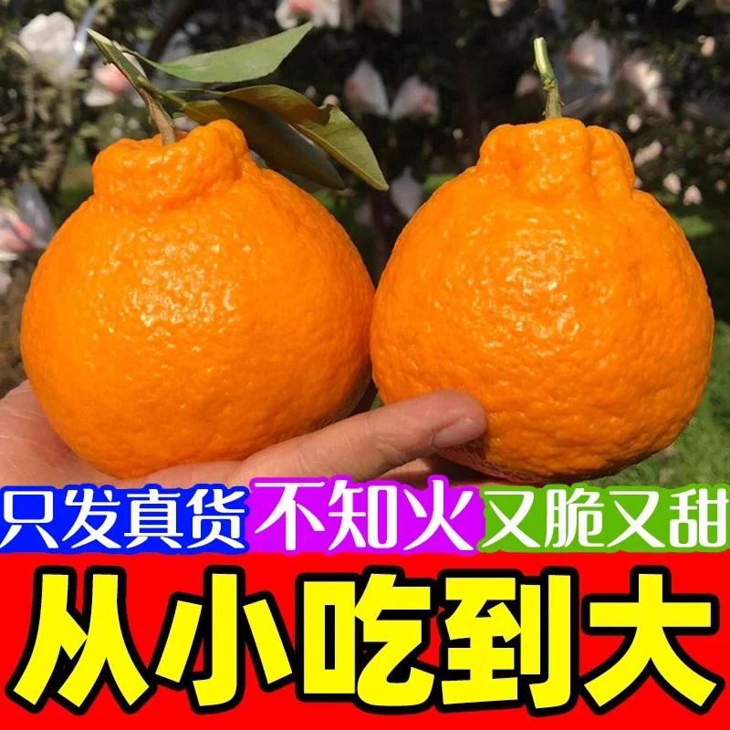 【2025新鲜采摘】正宗四川不知火丑橘丑八怪应季新鲜水果非耙耙柑