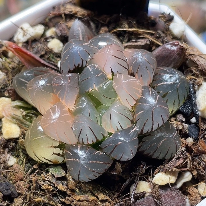 528完美冰灯锦特选福利