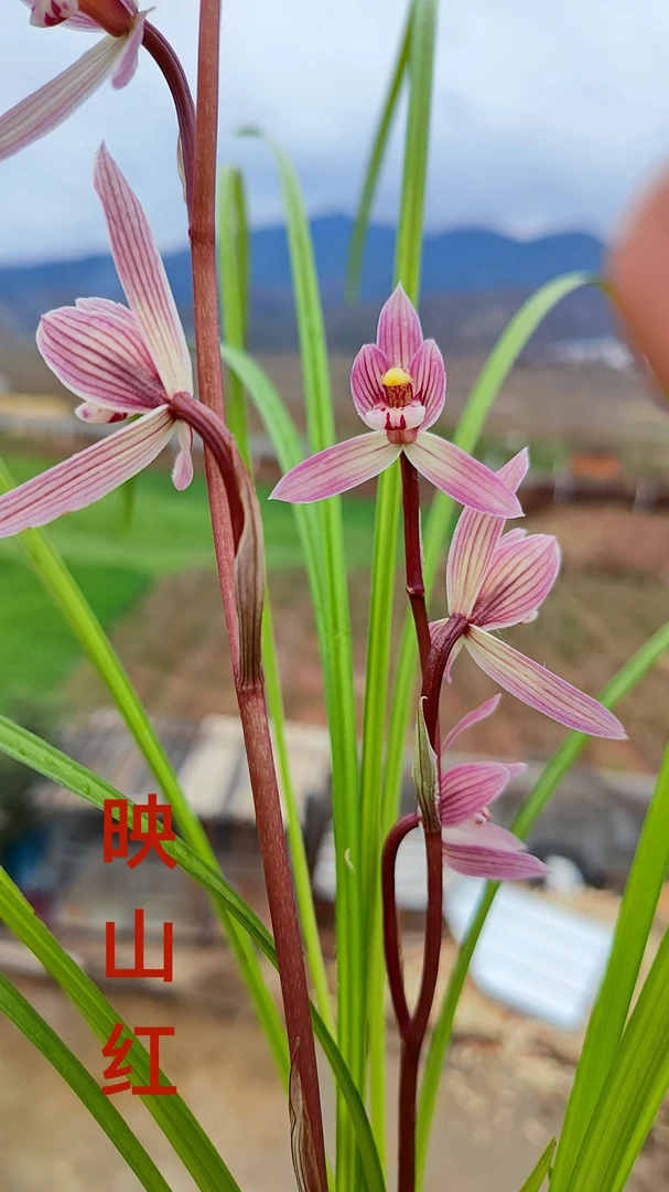 兰花直播专用链接，一物一拍，私自下单不发货