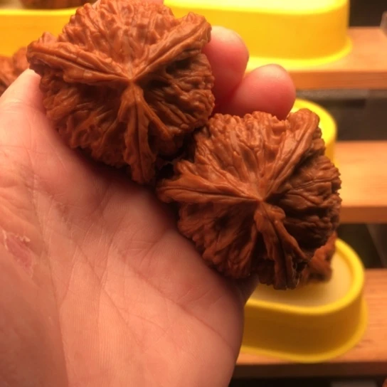 大***乖核桃核桃核桃核桃