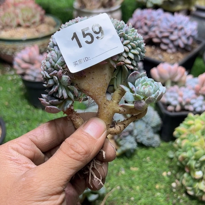 鱼****这破手机一物一拍159