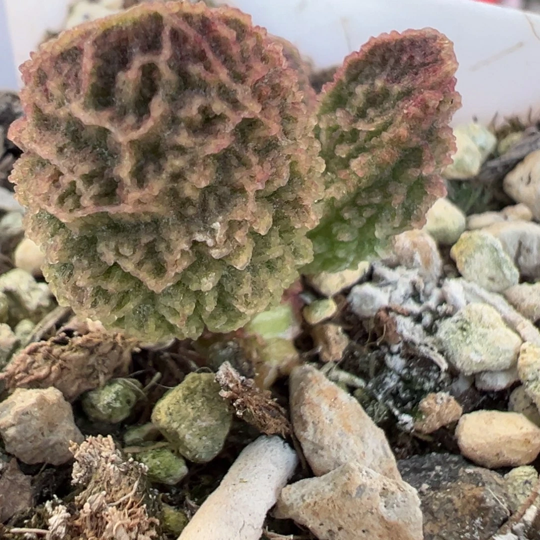 实生新品多肉植物水泡多肉植物水泡