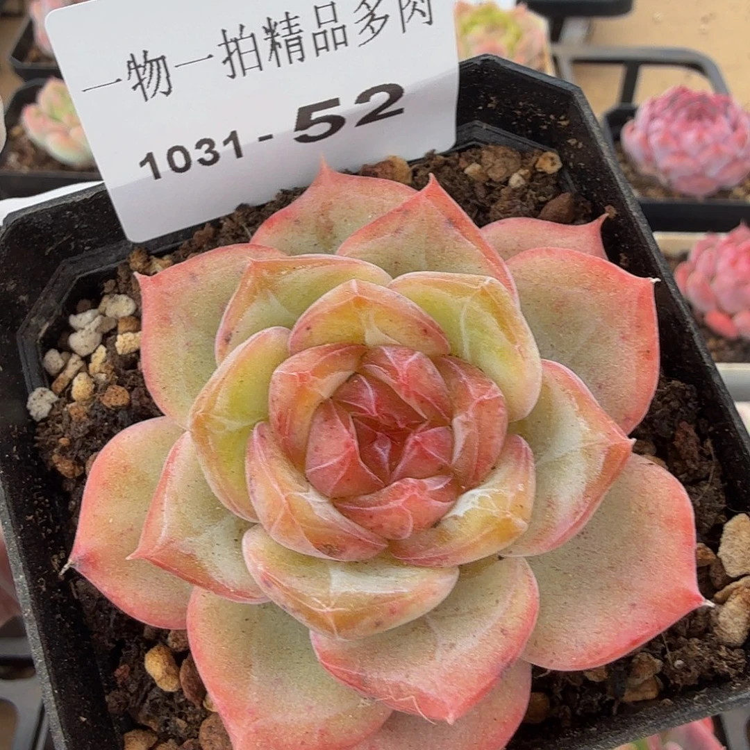 1031-52单颗多肉珍妮