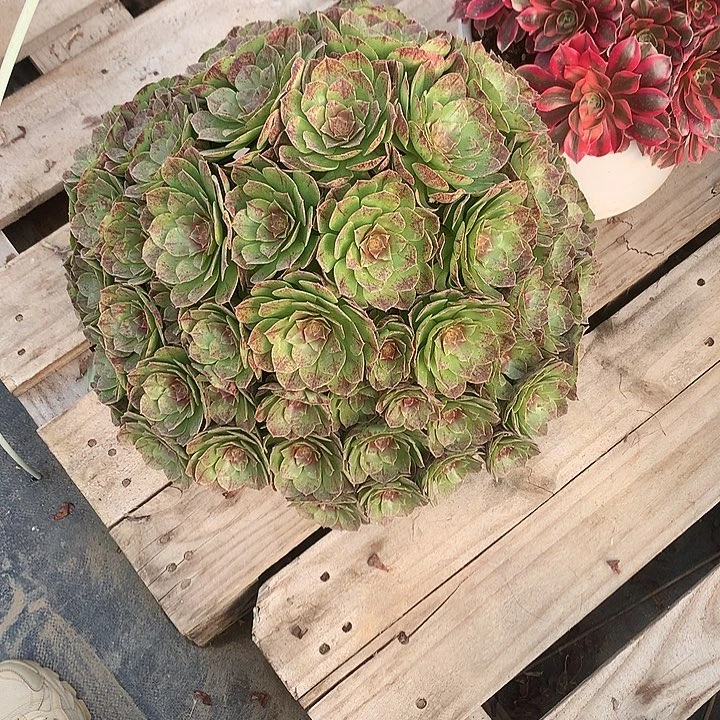 王***气完全开放法师植物多肉