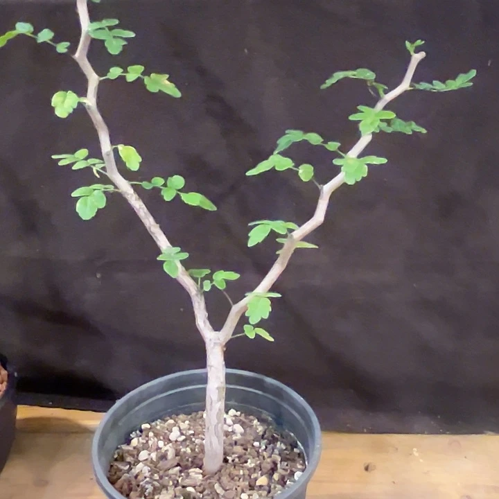 汤圆植物滔天橄榄