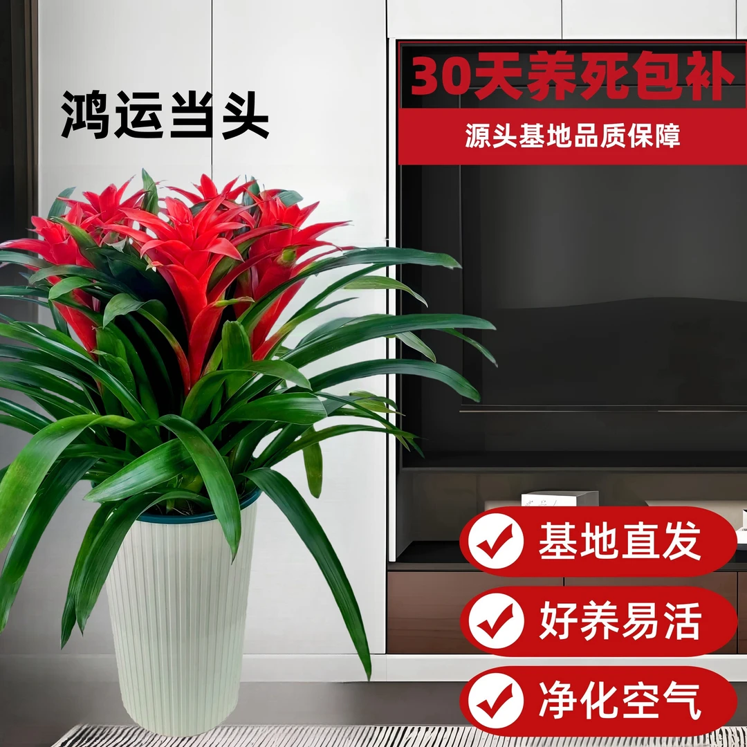 【鸿运当头落地款】室内客厅好养绿植四季开花盆栽开业美化