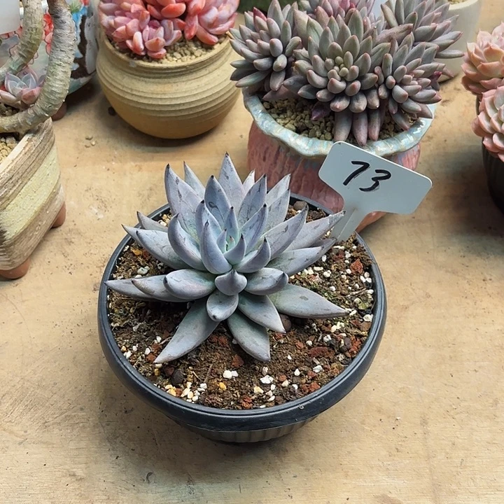 多肉植物，魔爪73号