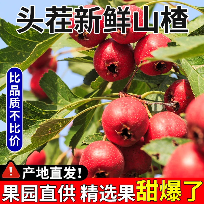 果园现摘】新鲜山楂大果山楂当季水果特级冰糖葫芦糖雪球专用红果