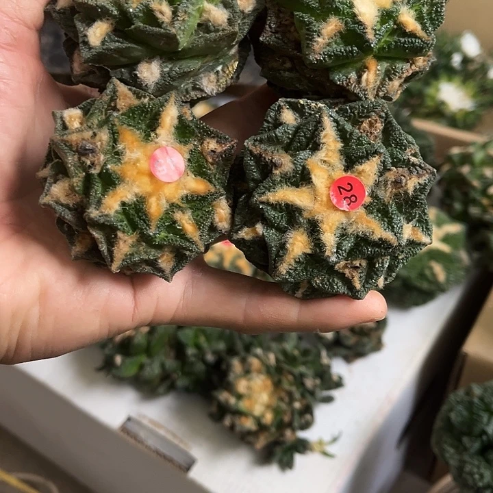 苗接辛顿落地四颗