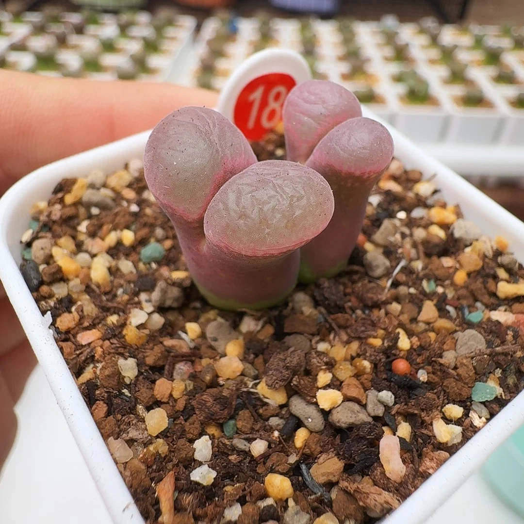 多肉植物福利风铃18