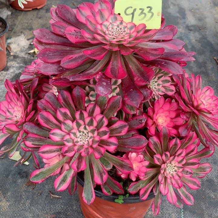 933红铜白多肉111111