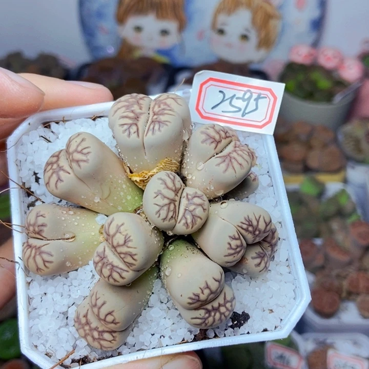 哈*猪樱桃爱妃们的美肉