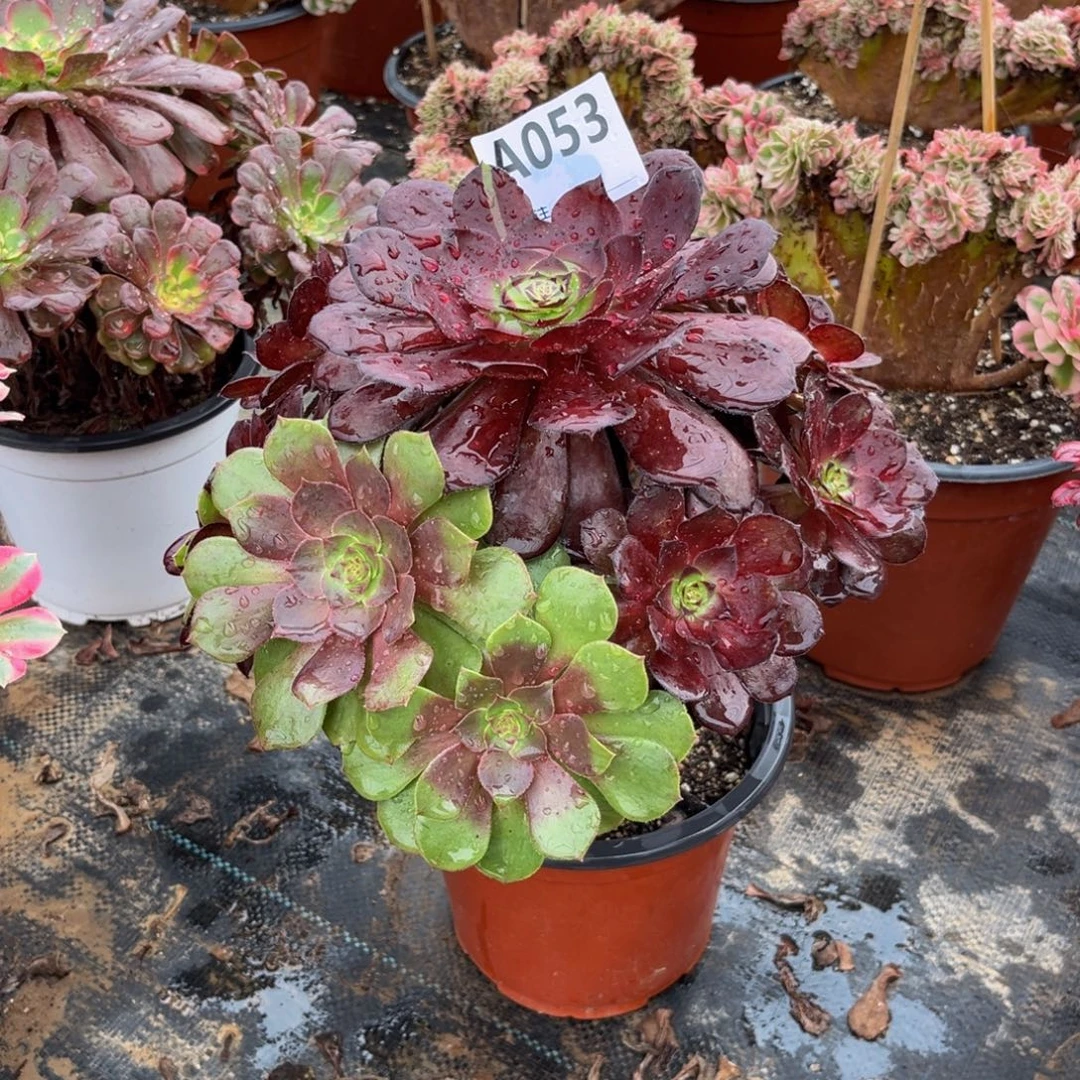 多肉植物花花公子053多肉