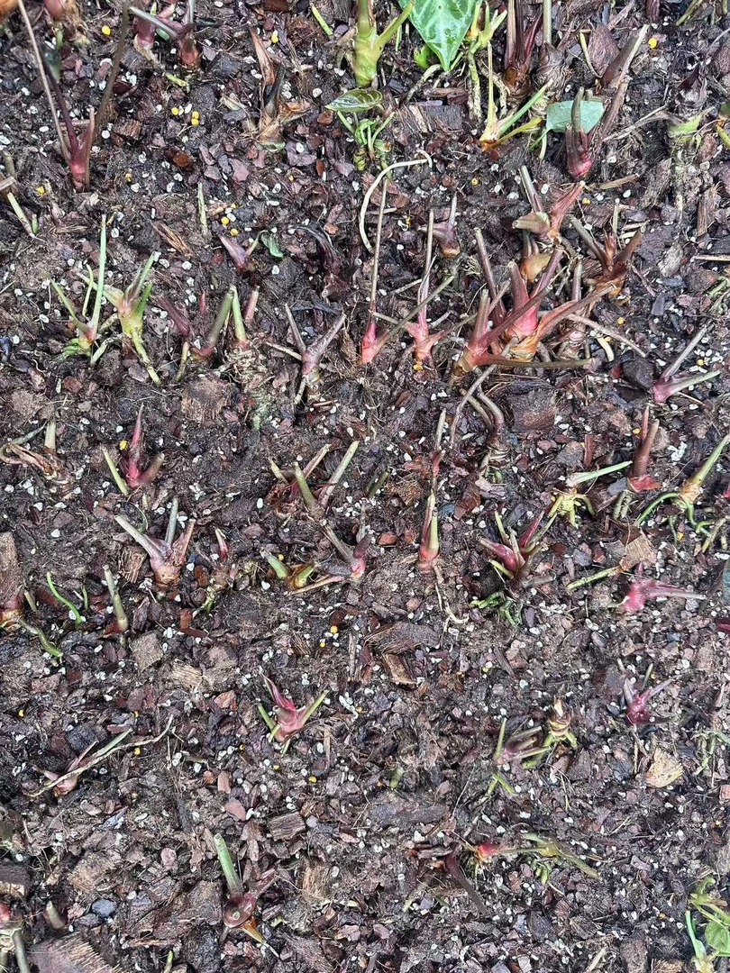 SOLOPlants/【练手花烛纯桩子】新手练习养功脱土状态