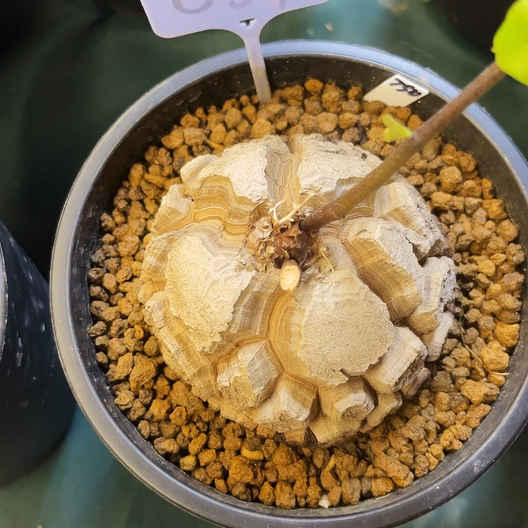 徒***界654龟甲龙7848886778