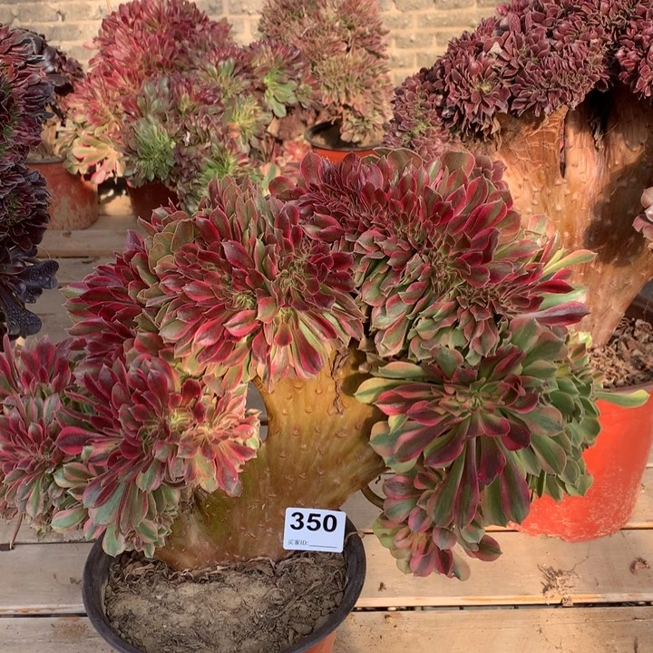 350梦幻七彩缀多肉法师