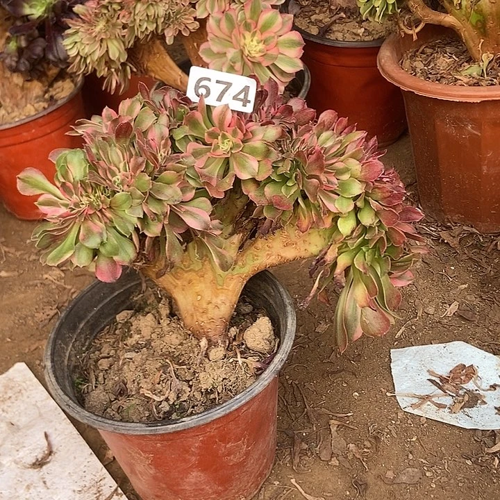 674香妃缀化老板子