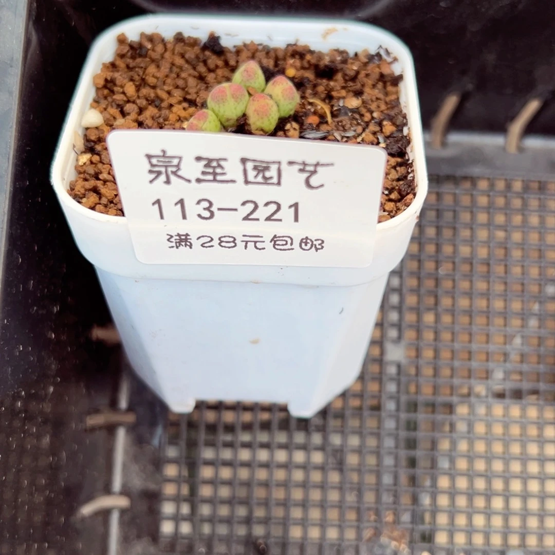 (****树113-221.我的小伙伴