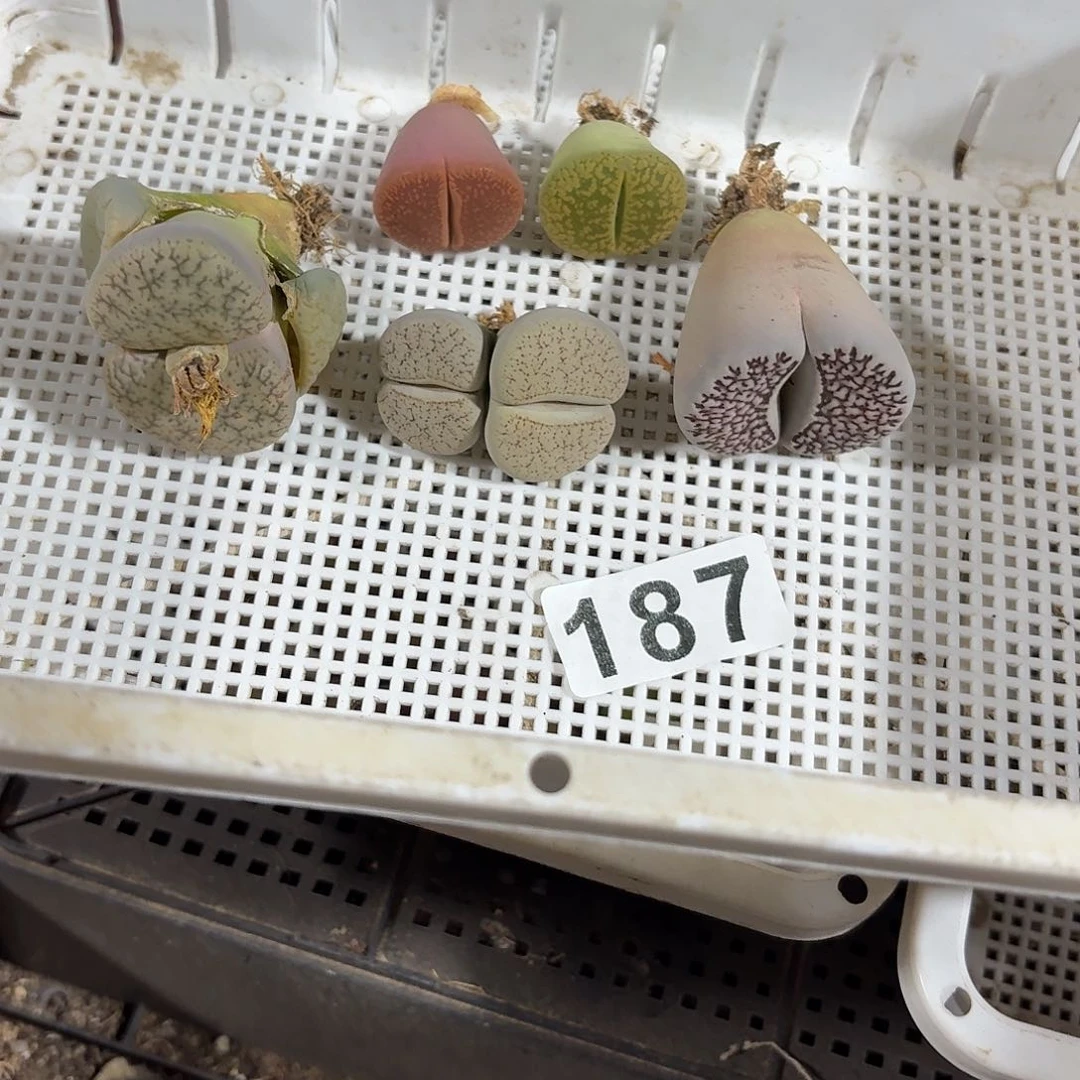 生石花一物一拍5颗187