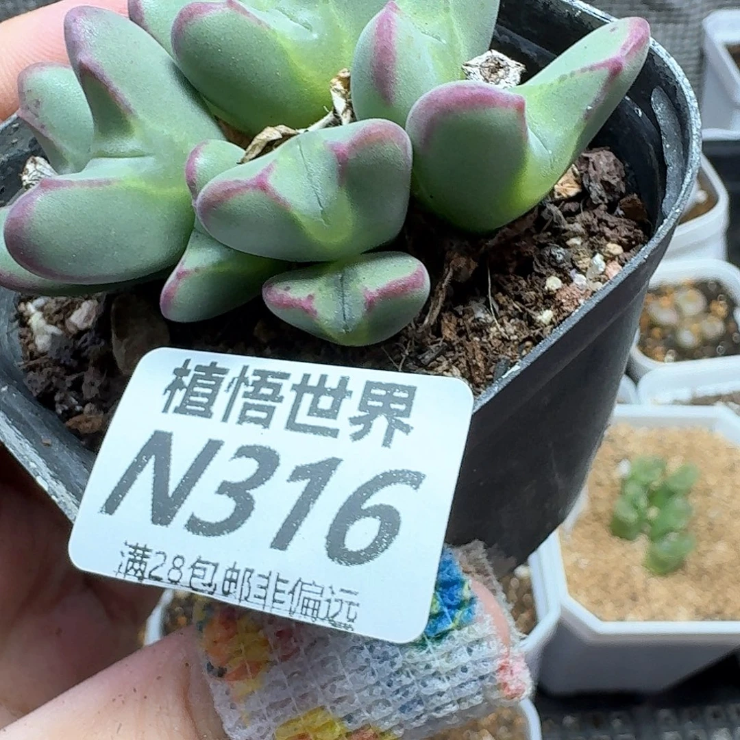 多肉植物的润泽吃