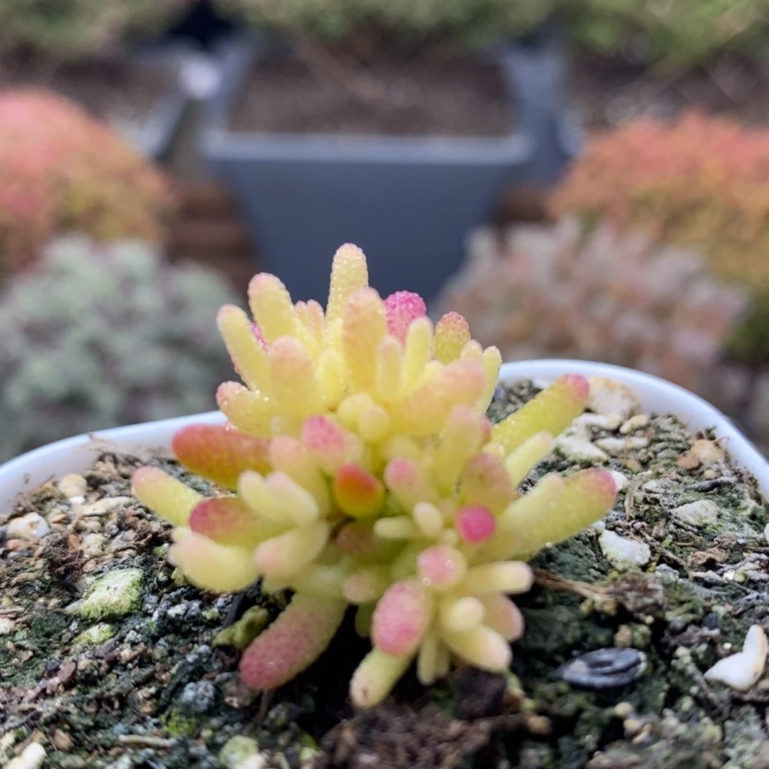 糖球锦7340枝干番杏