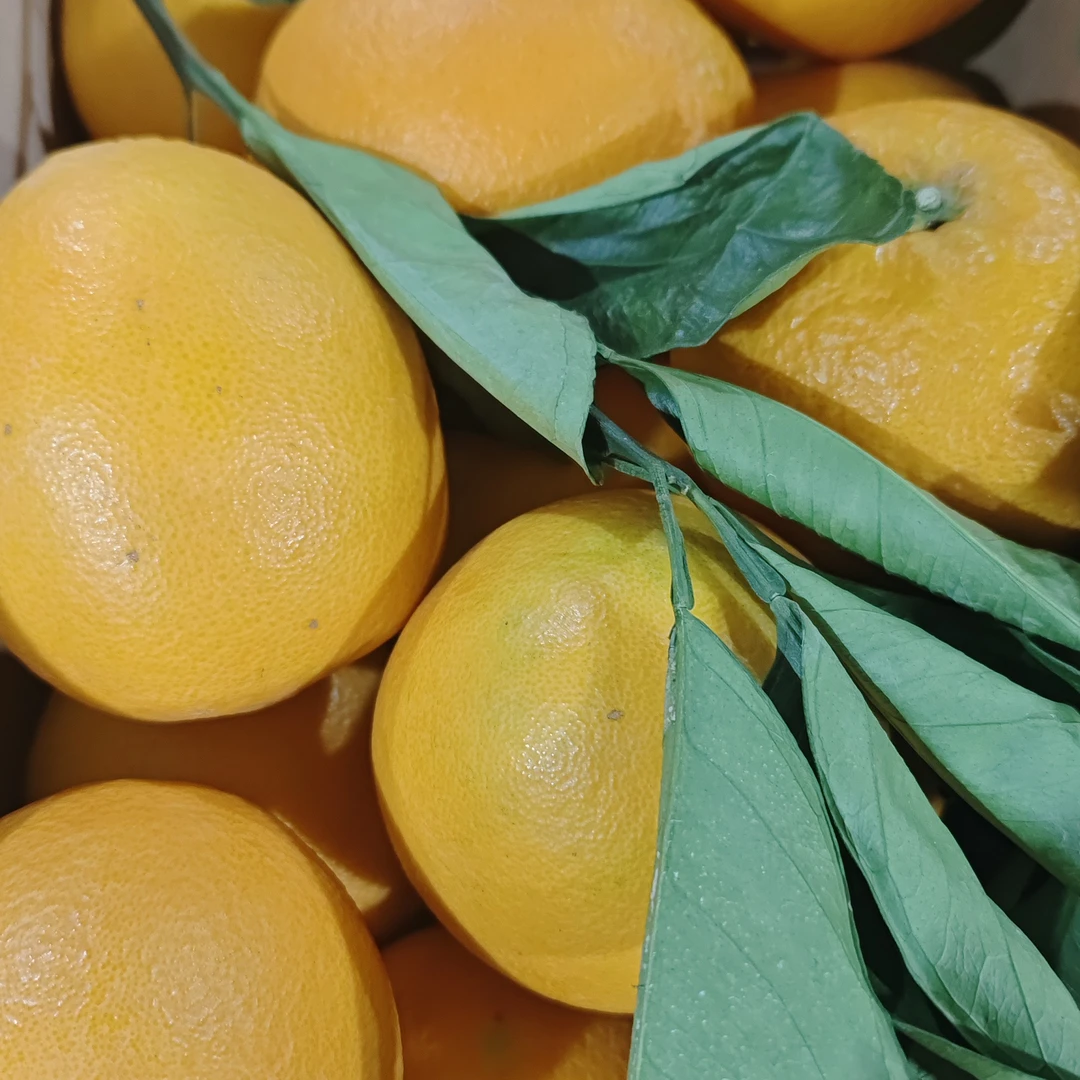 赣南脐橙带箱9.5斤左右