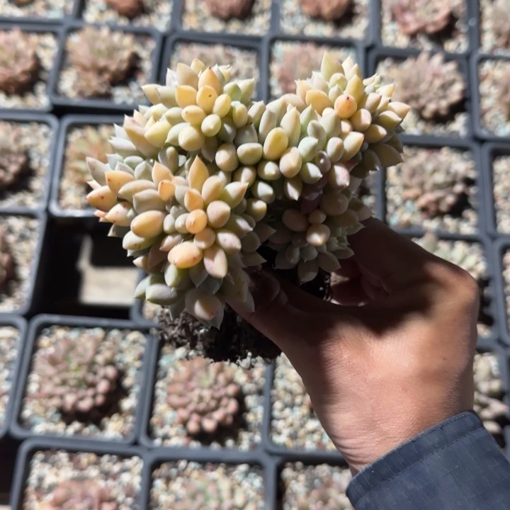 胖美人缀化五十包邮老桩