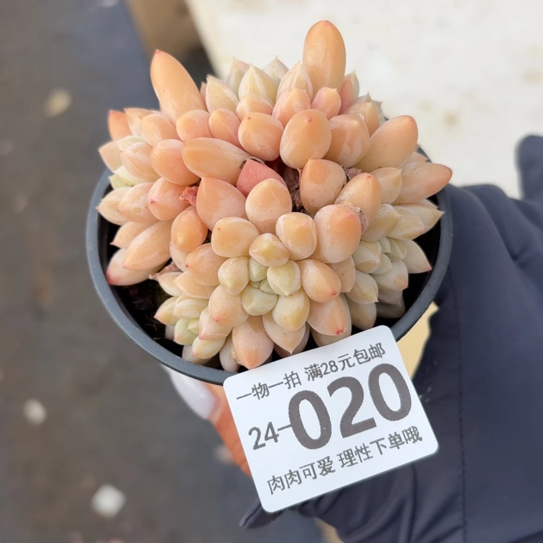 敬***言星空美人无盆土发货无