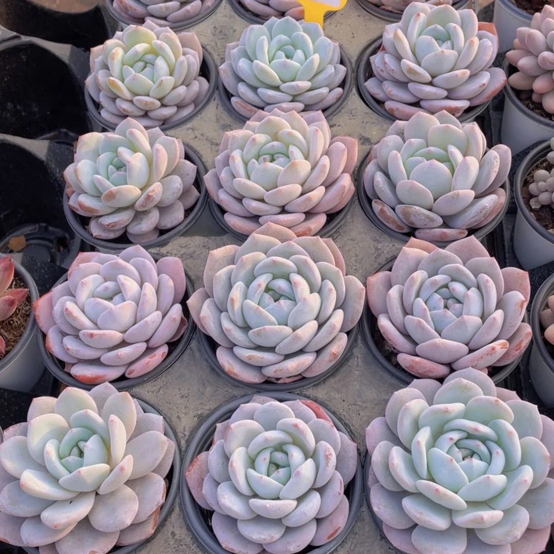 1183号宽叶母本雪花橙大单头一个