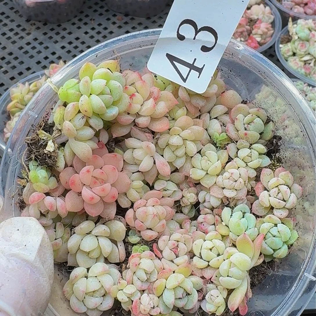 多肉植物多肉植物43