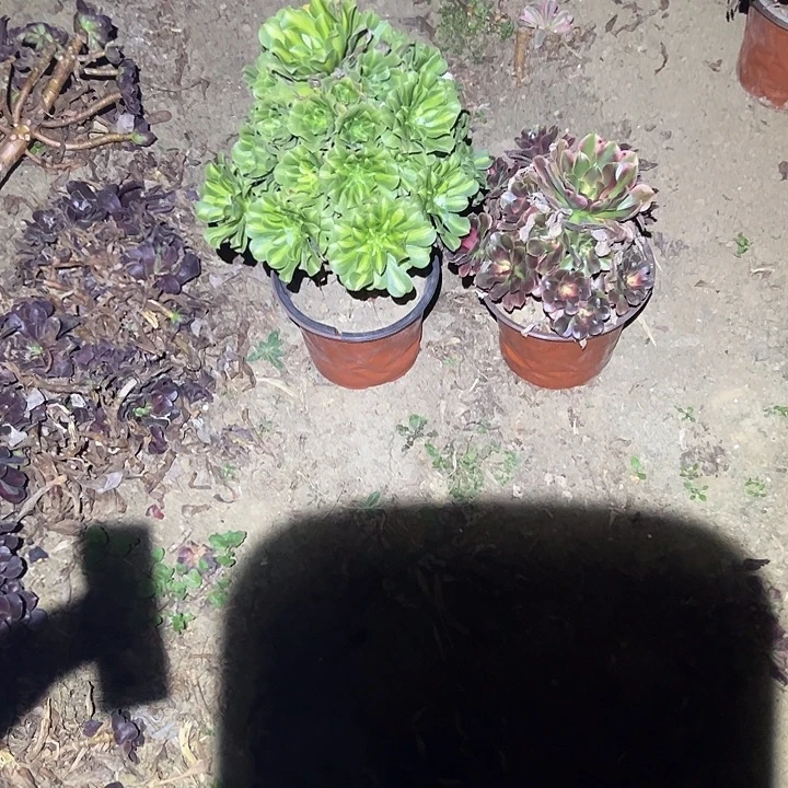 不包侧枝一物一拍52