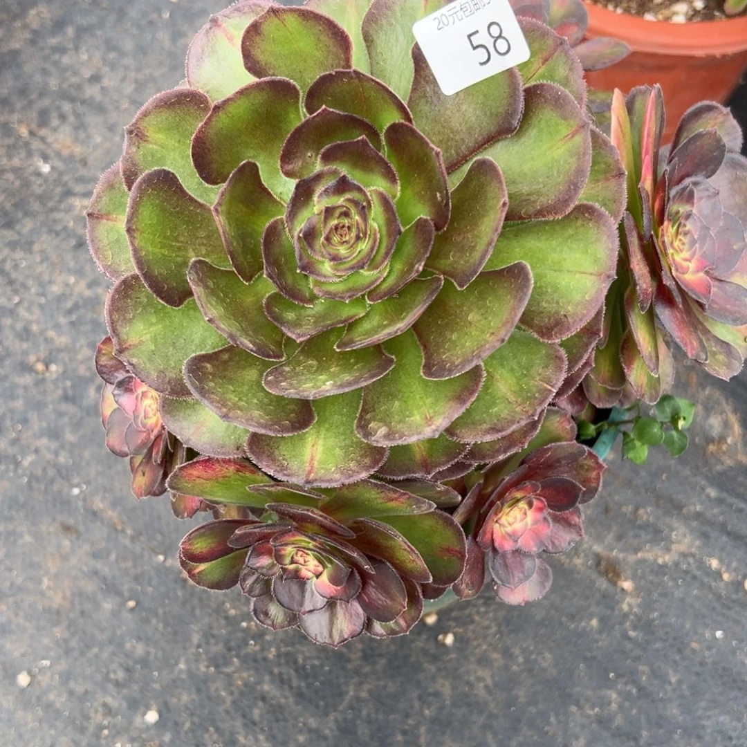 58海王七彩多肉植物