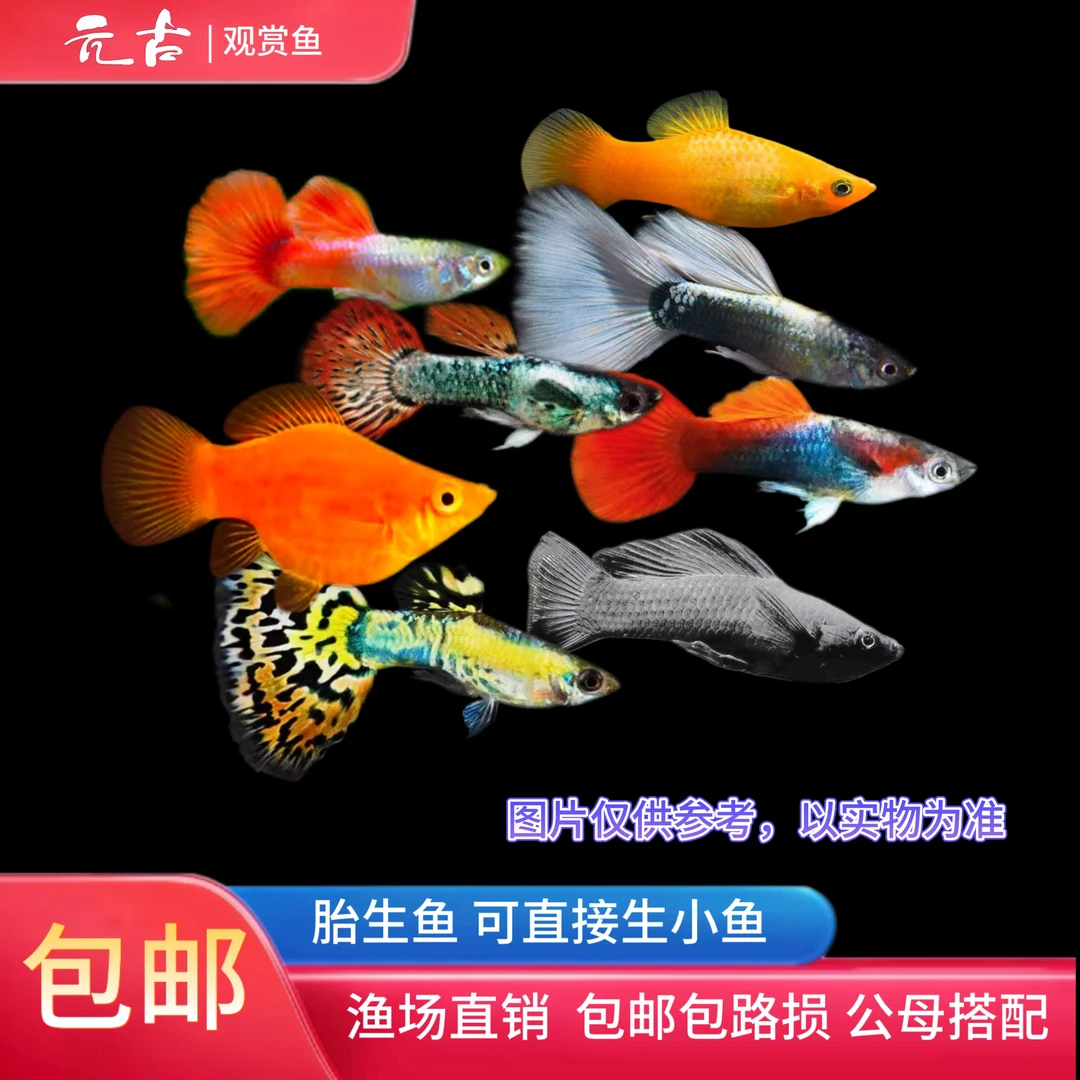 【孔雀鱼玛丽鱼组合】6-8个品种20条 孔雀鱼玛丽鱼2-3cm小型观赏鱼