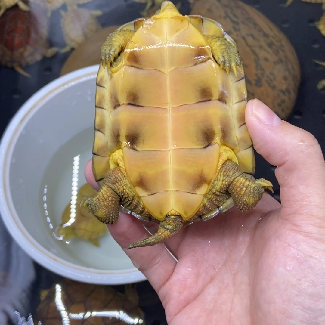 我***)绿毛龟不分公母小青牙