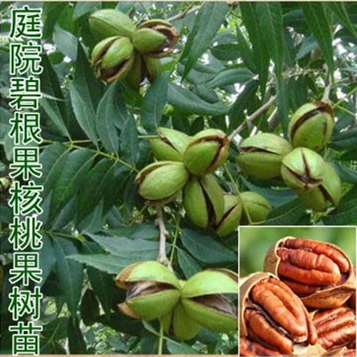 核桃树苗美国碧根果树苗嫁接苗核桃苗长寿果当年结果南方北方种植