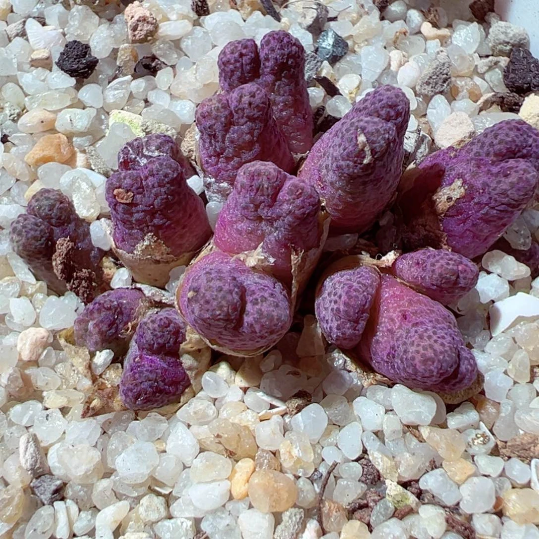 610-297多肉斑马955d全状态