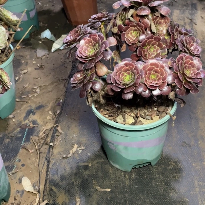 63黑萝莉多肉多肉植物