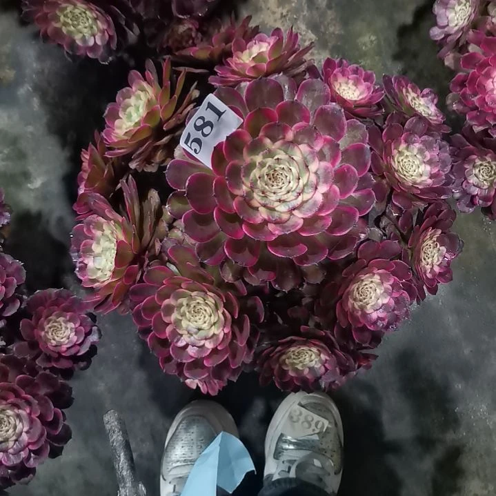 黑金刚581多肉植物