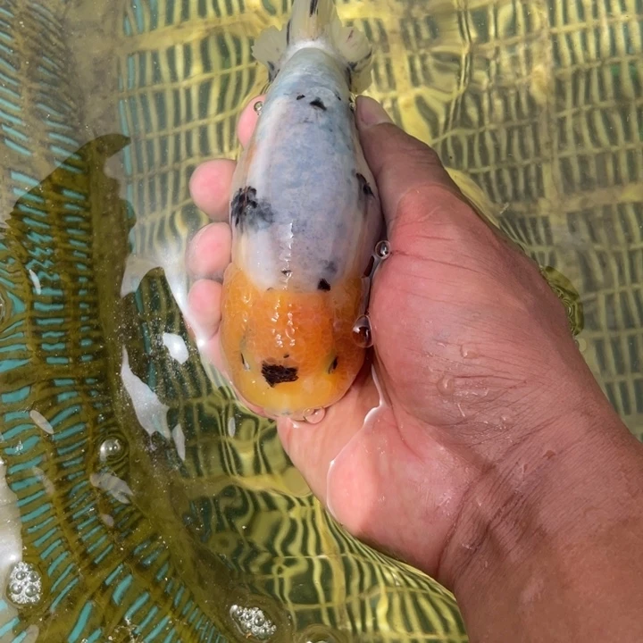 金鱼包邮福利牛背水墨
