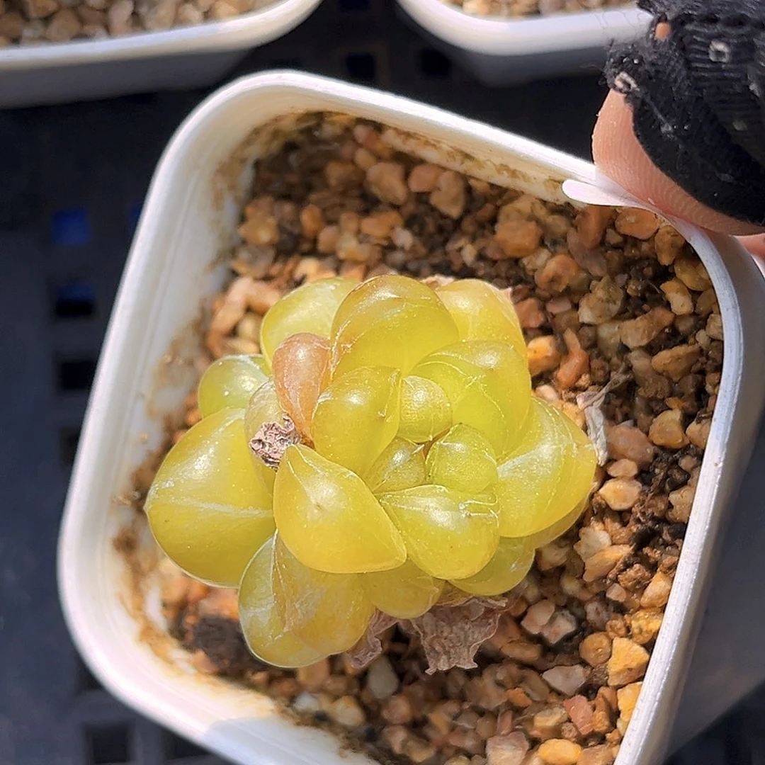 923一物一拍 碧游仙子 半价