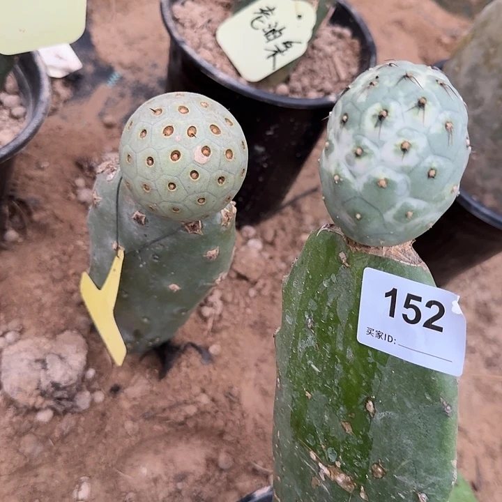 特价超级月球坑习志野152