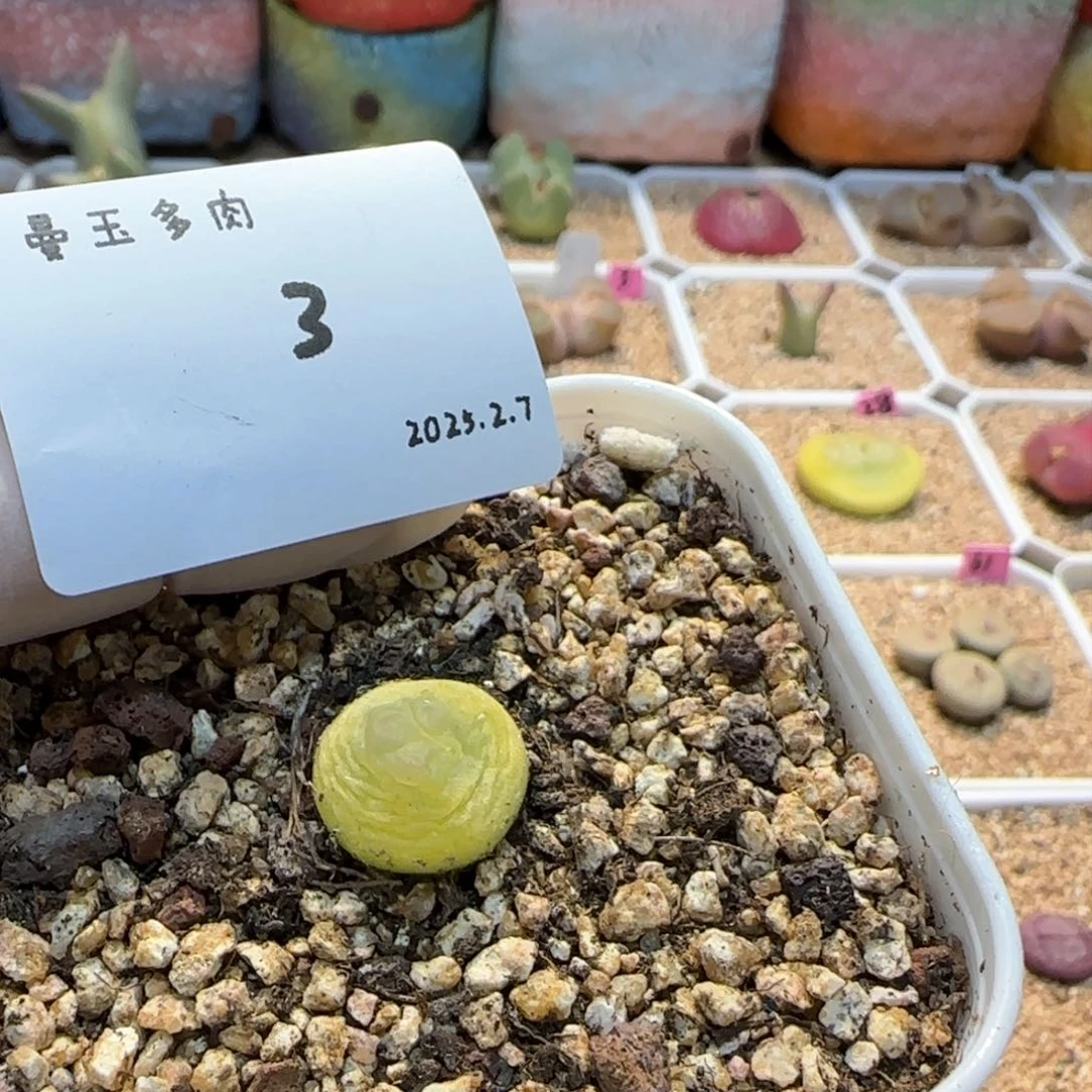 呦**ζ多肉多肉多肉2.7-003呦呦子