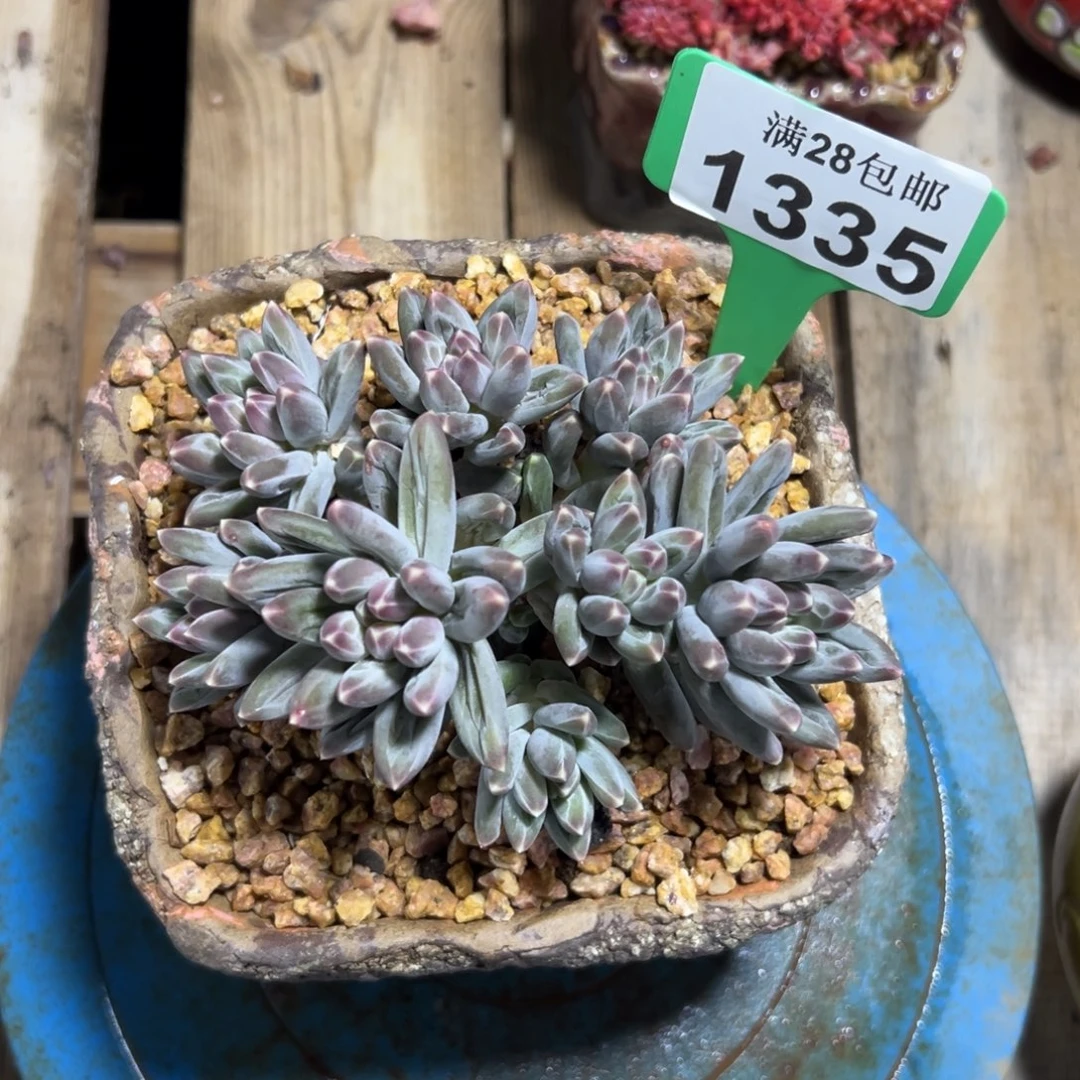 1335伊卡鲁斯，冠服12